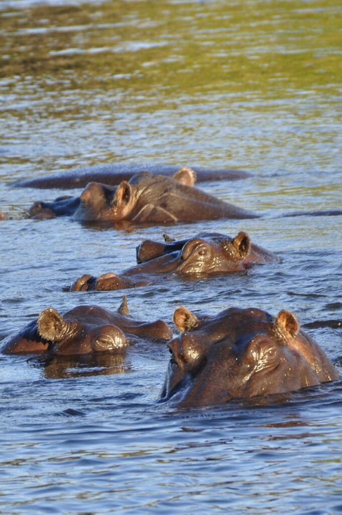 hippo, hippopotamus, flow-73151.jpg