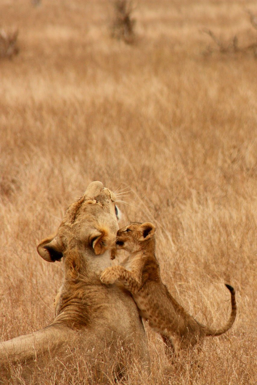 lion, baby, animal-2839.jpg