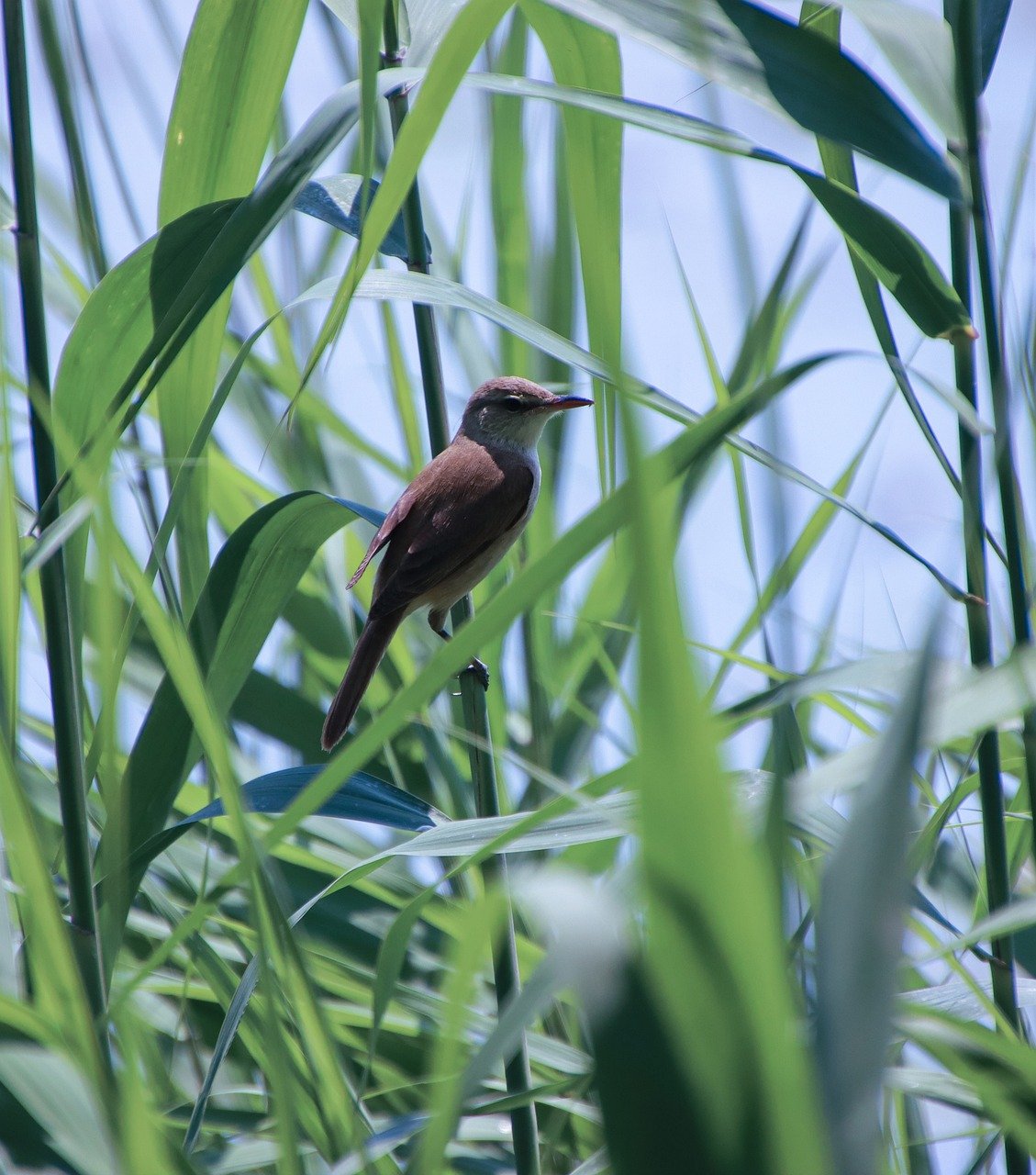 sparrow, bird, wildlife-7267121.jpg